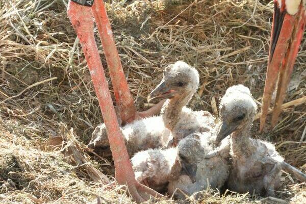 Drei K�ken im Nest auf dem Turm der Kirche St. Georg