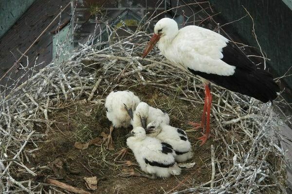 Ein Storch mit drei K�ken im Nest auf dem Turm der Kirche St. Georg