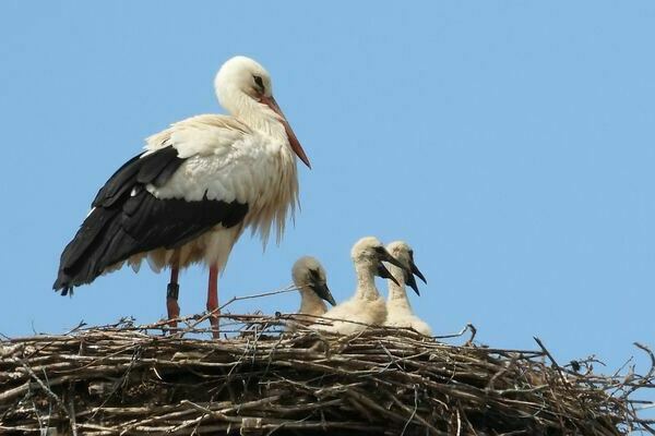 Ein Storch mit vier K�ken im Nest auf dem Storchenturm