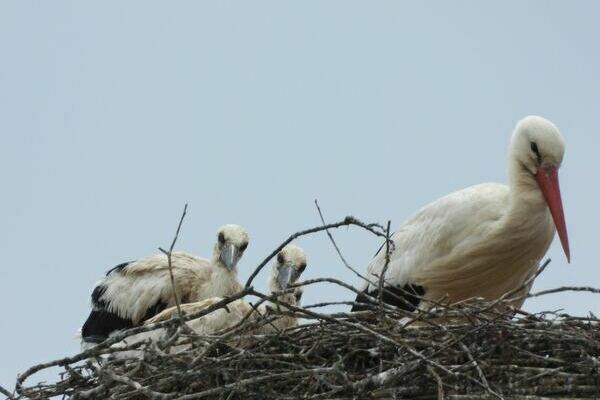 Zwei K�ken und ein Elternteil im Nest auf dem Storchenturm