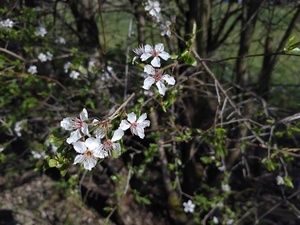 Baum
