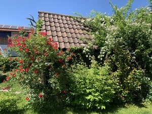 Teilnehmenden Garten hier brummts