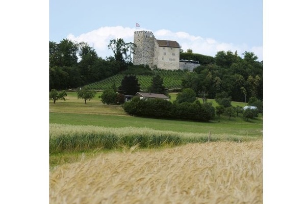 Schloss Habsburg im Aargau auf einem grünen Hügel mit Bäumen, unterhalb des Hügels ein Getreidefeld