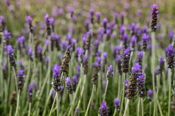 Lavendel