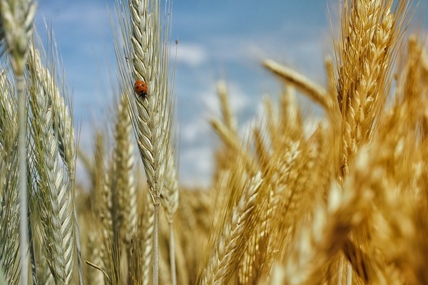 Getreidefeld im Sommer. Ein Marienkäfer auf einer Ähre. Schöne Ferien!