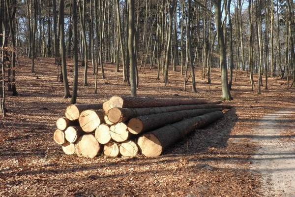 Ein Stapel mit Holzstämmen in einem Wald