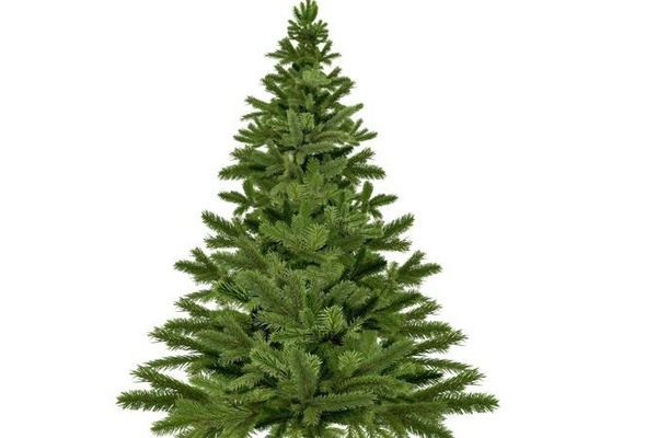 grüner Tannenbaum