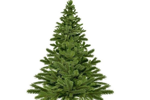gr&uuml;ner Tannenbaum