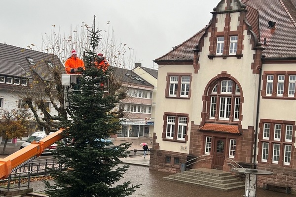 Bauhofmitarbeiter Matthias Nbling (links) und Mike Winkler bringen die Lichterkette am Christbaum auf dem Rathausplatz an. Foto: Melanie Lackner, Gemeinde Denzlingen