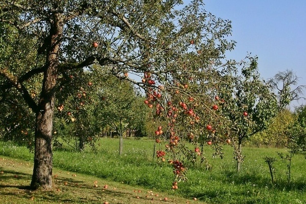 Blauer Himmel, gr&uuml;ne Wiese mit Apfelbaum