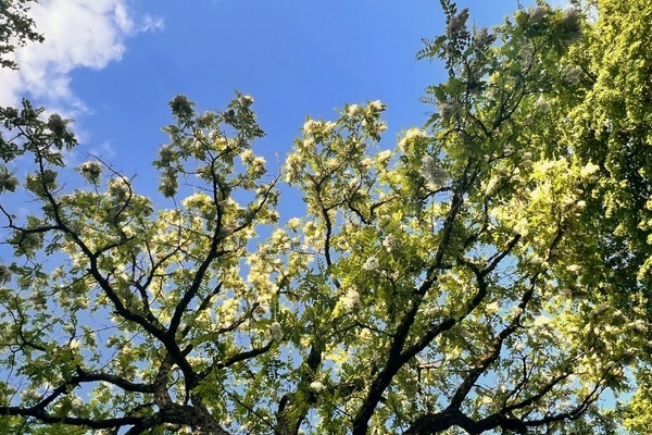 Blauer Himmel, blühender Baum