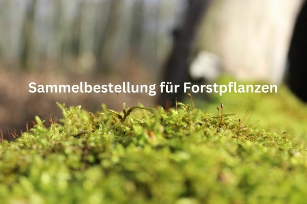 Sammelbestellung fr Forstpflanzen