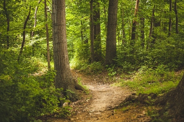 Waldweg Waldweg