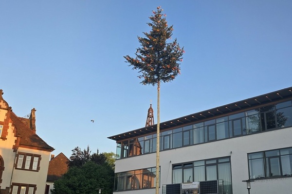 Eine Brgermeistertanne steht auf dem Rathausplatz; im Hintergund das Neue Rathaus
