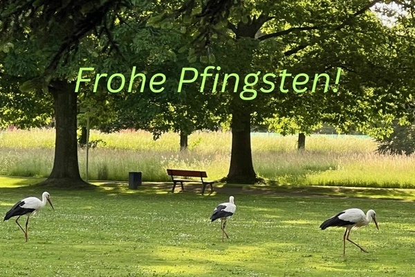 Drei St&ouml;rche im Denzlinger Park. Foto: Melanie Lackner, Gemeinde Denzlingen