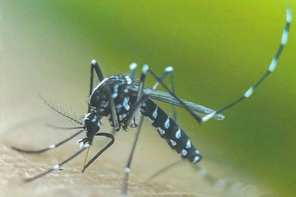 Foto einer Tigermücke