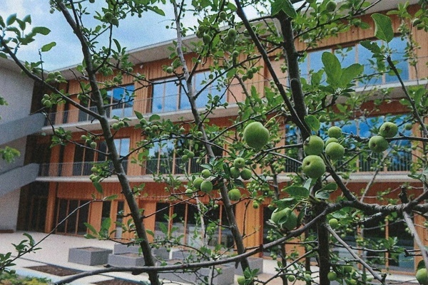 Bild: Der Red Sentinel Zierapfelbaum auf dem Schulgelände der Ruth-Cohn-Schule Denzlingen trägt Früchte. Der Baum wurde von Schülern der Jahrgangsstufe sechs gespendet. Foto: Gemeinde Denzlingen.