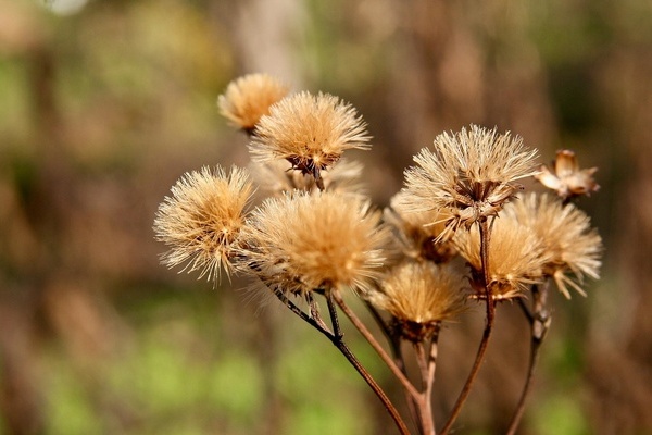 Vertrocknete Pflanze - lizenzfrei Pixabay