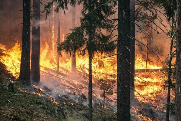 Brennender Wald