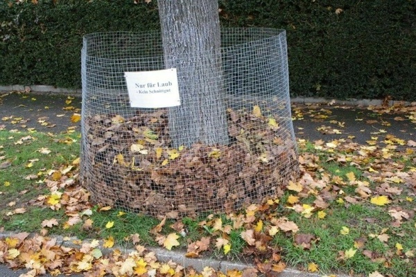 Ein mit Draht umwickelter Baum auf dem Gehweg umgeben von Laub.