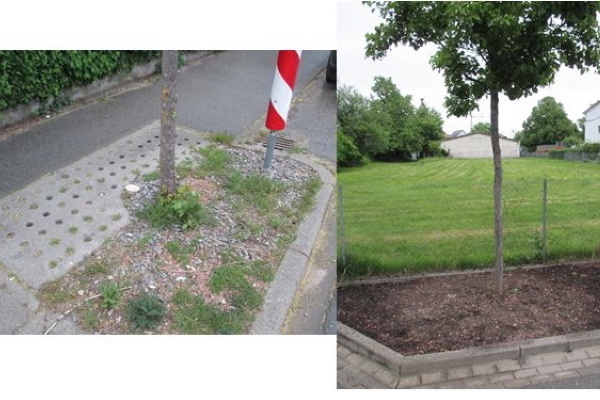 Baumscheiben links mit Schotter, rechts schotterfrei mit Erde, es wurden Wildblumen ges&auml;t