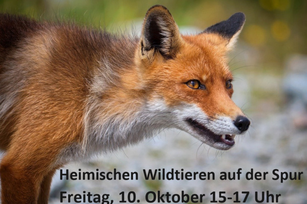 Foto eines Fuches darunter in schwarzer Schrift auf hellgrauem Untergrund: Heimischen Wildtieren auf der Spur, Freitag, 10. Oktober 15-17 Uhr
